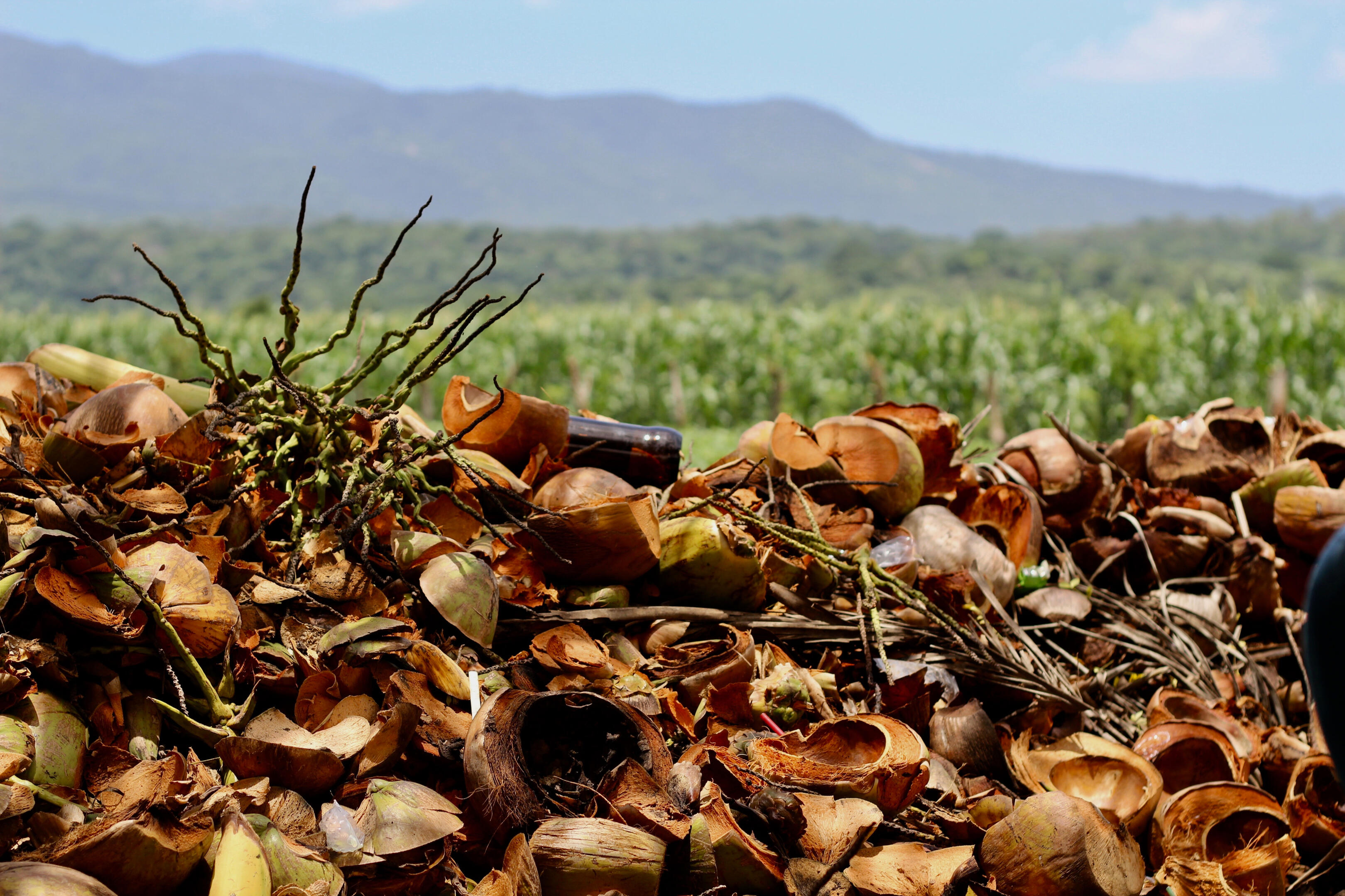 Photo of a mountain in the background and corn in the foreground.