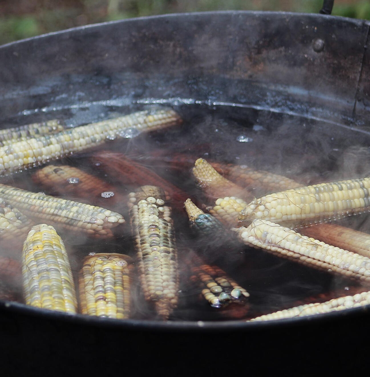 Corn boiling in a pot